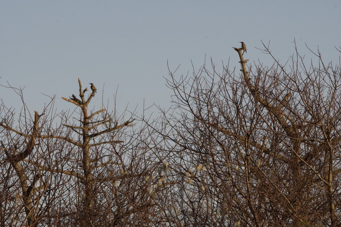 Northern Flicker - ML646121428