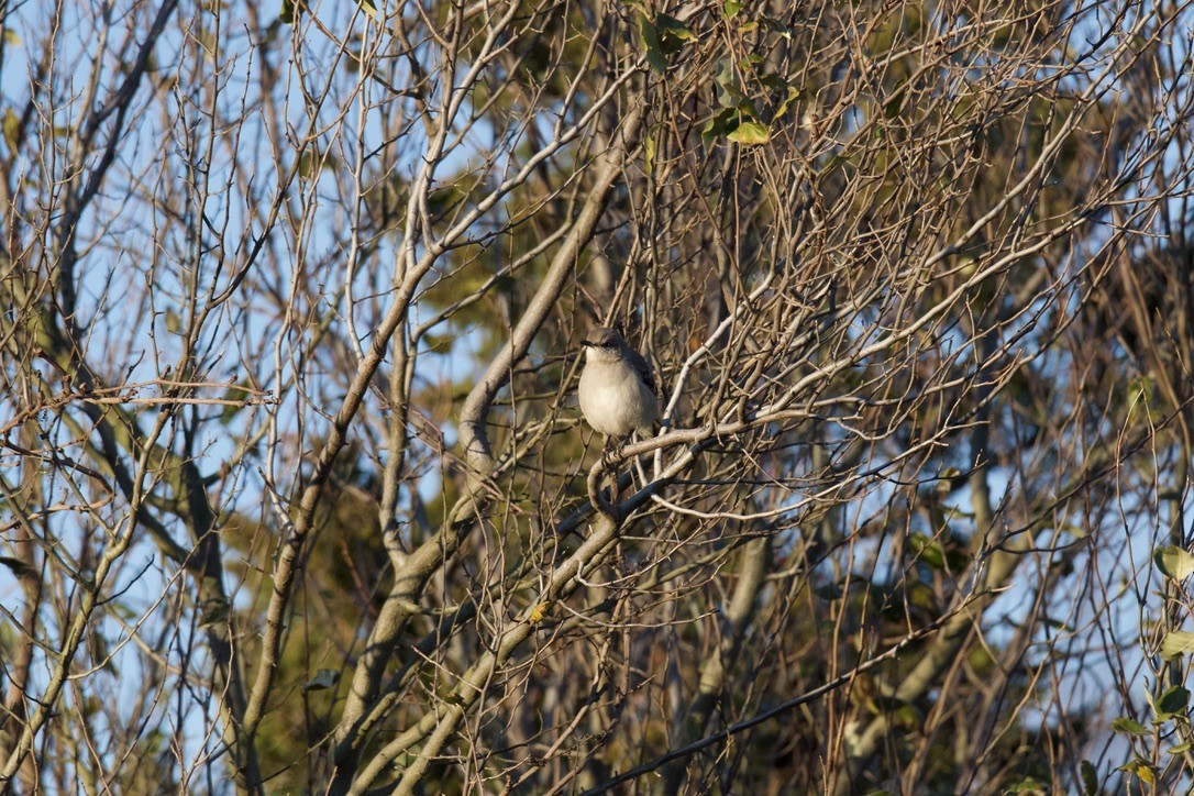 Northern Mockingbird - ML646121429