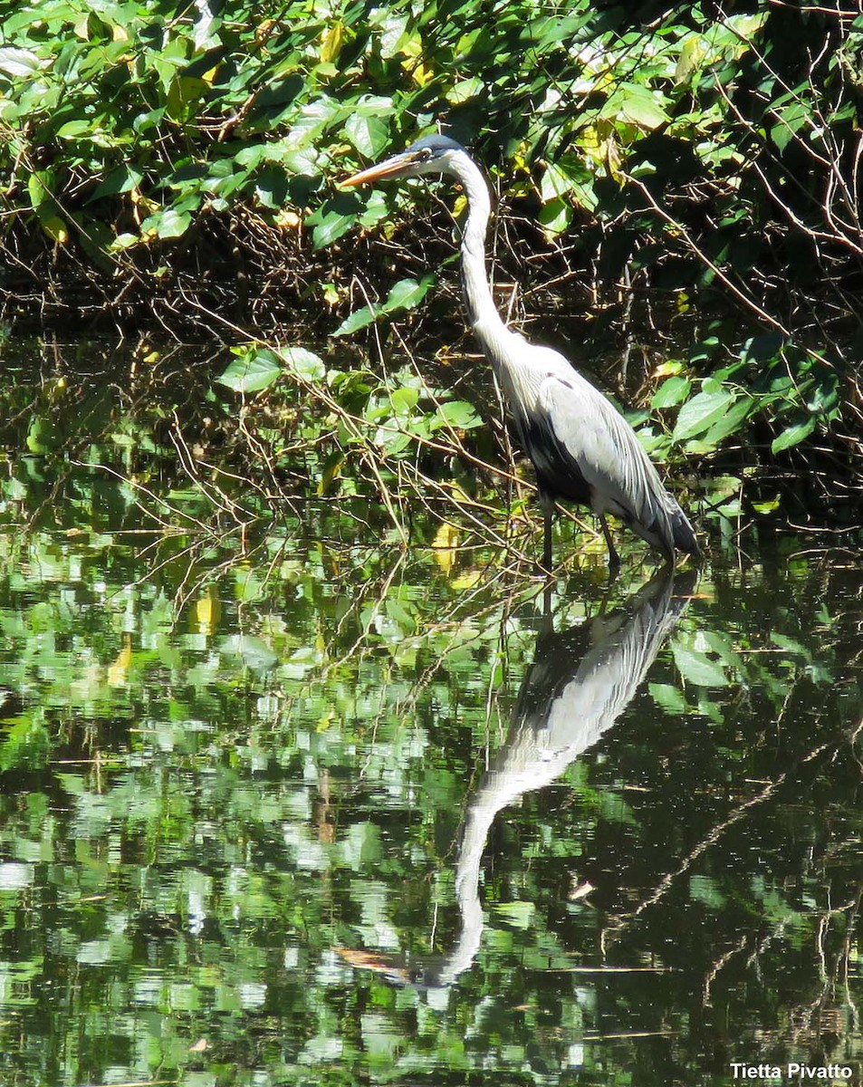 Cocoi Heron - ML646121430