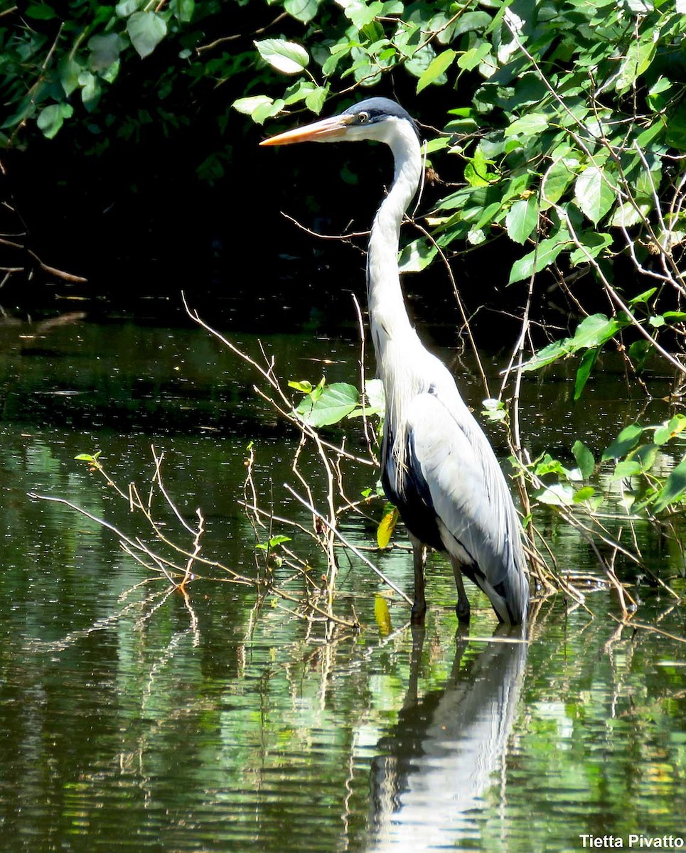 Cocoi Heron - ML646121431