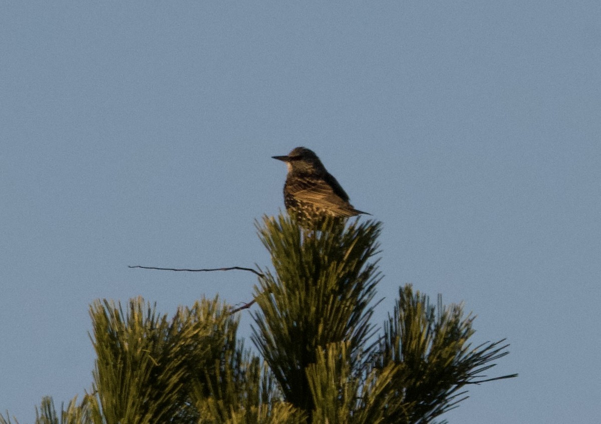 European Starling - ML646121433