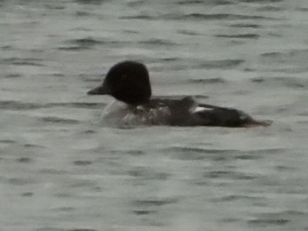 Гоголь зеленоголовий - ML646121434