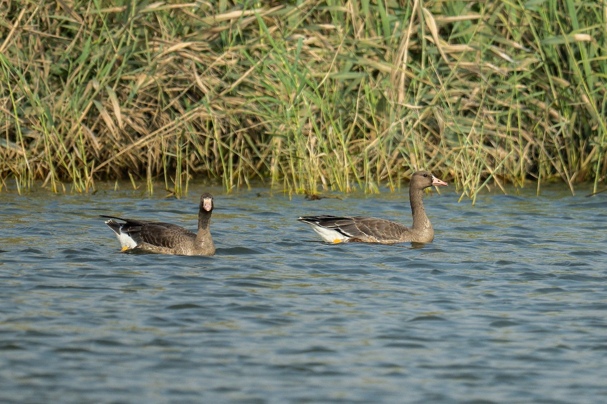 husa běločelá - ML646121438