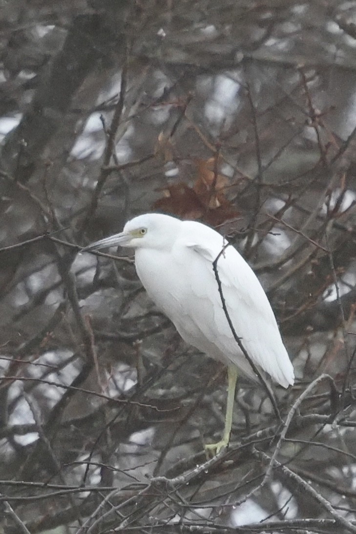 Little Blue Heron - ML646121439
