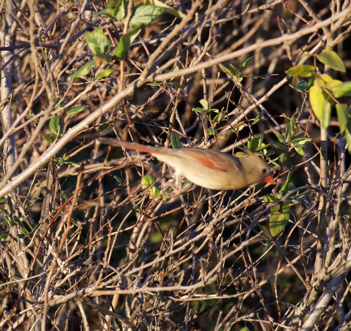Northern Cardinal - ML646121446
