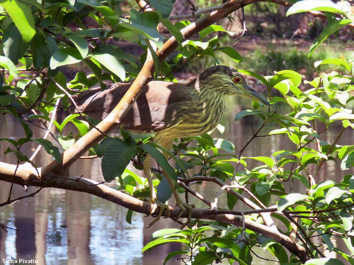 Black-crowned Night Heron - ML646121447