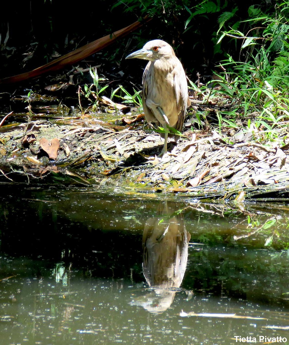 Black-crowned Night Heron - ML646121448