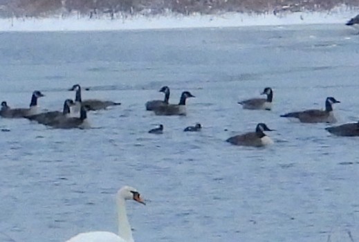 Bufflehead - ML646121449