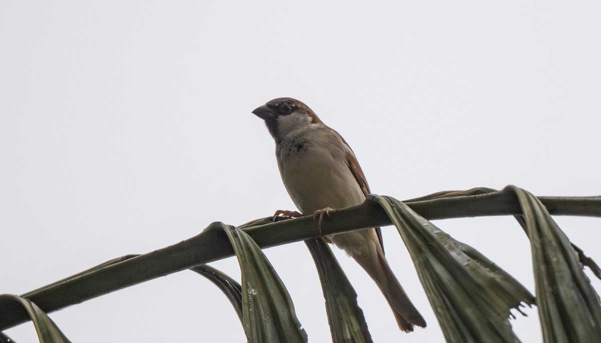 House Sparrow - ML646121451