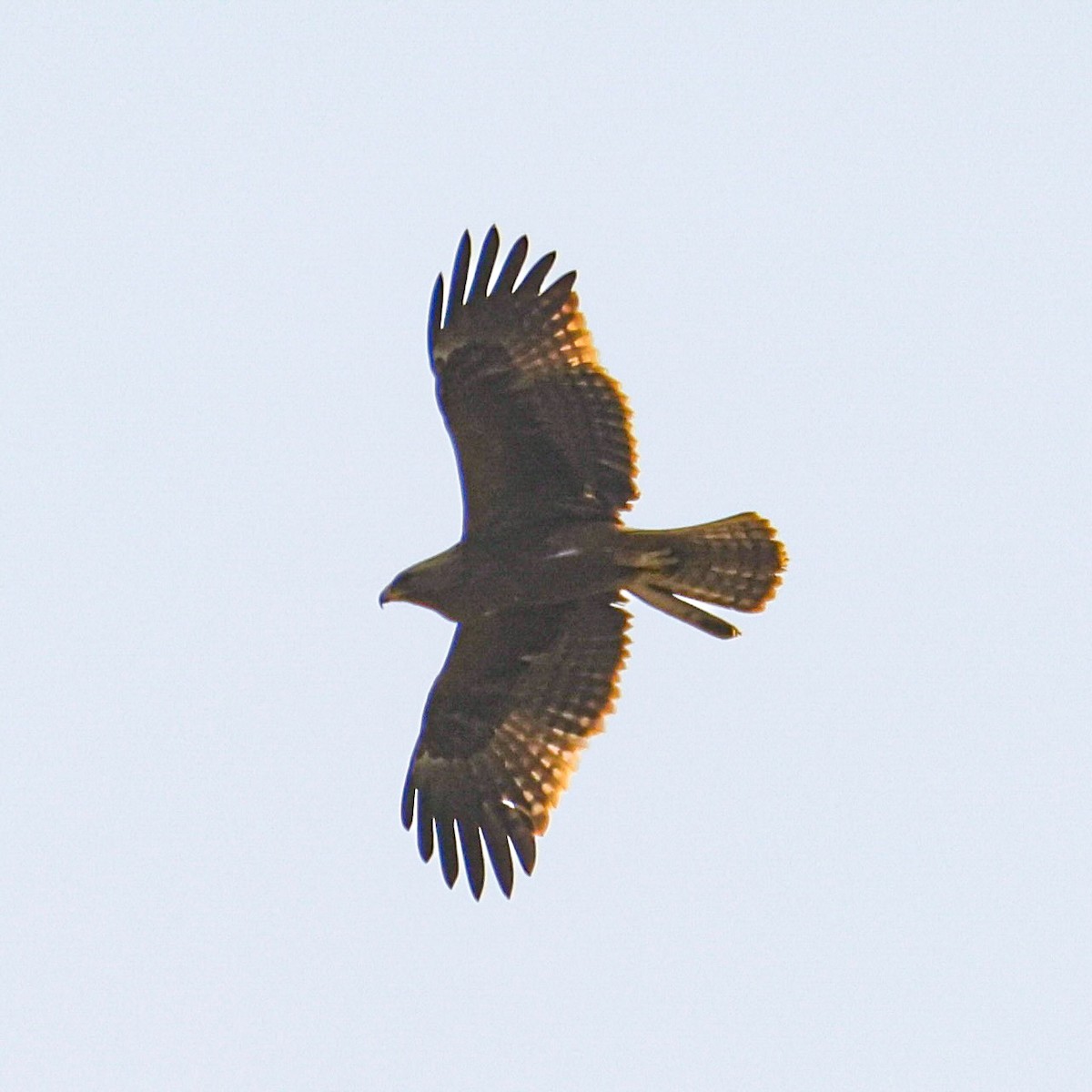 Booted Eagle - ML646121455