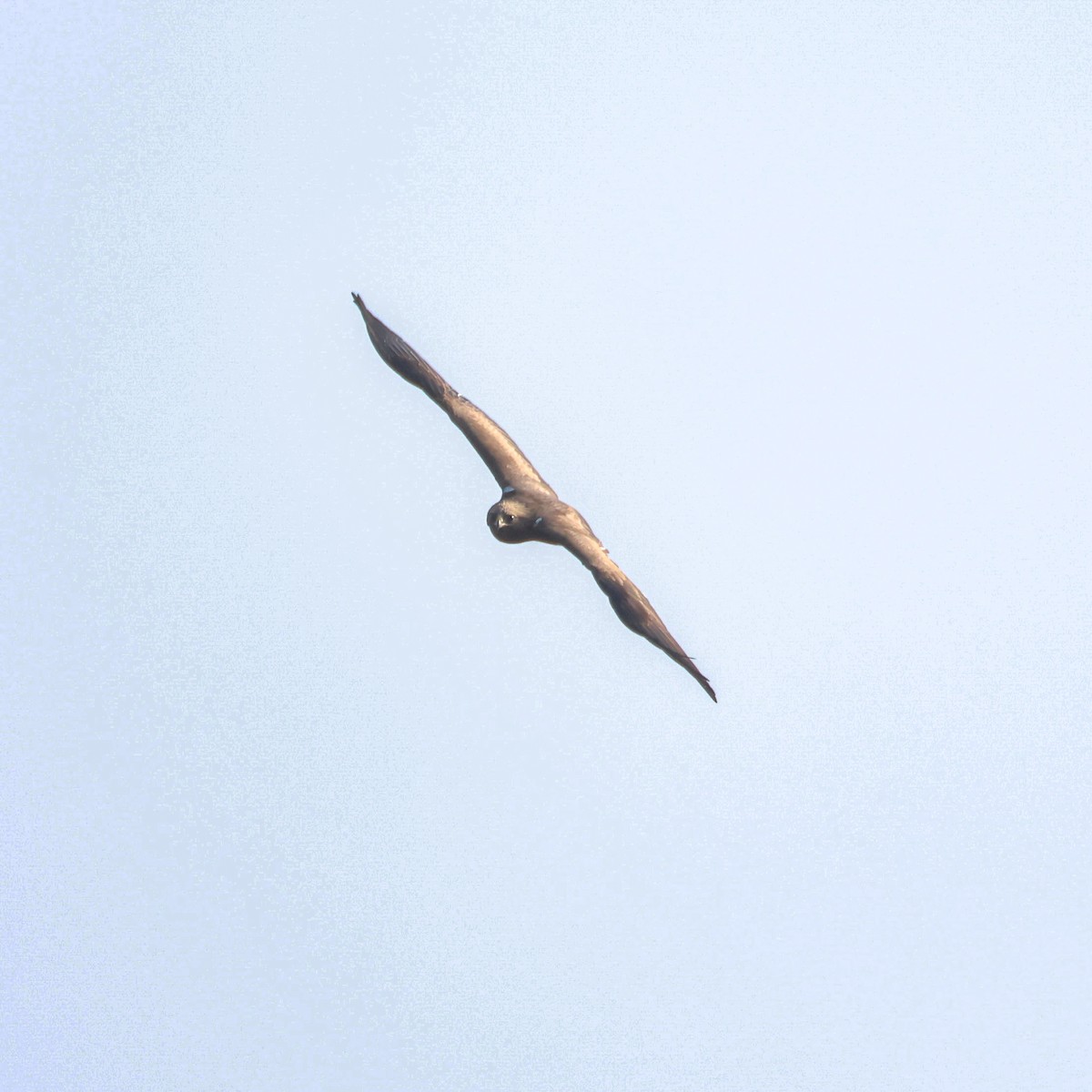 Booted Eagle - ML646121456