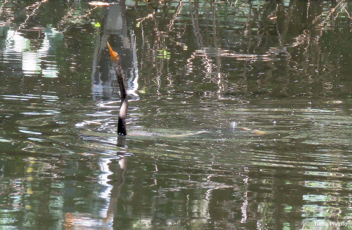 Anhinga - ML646121457