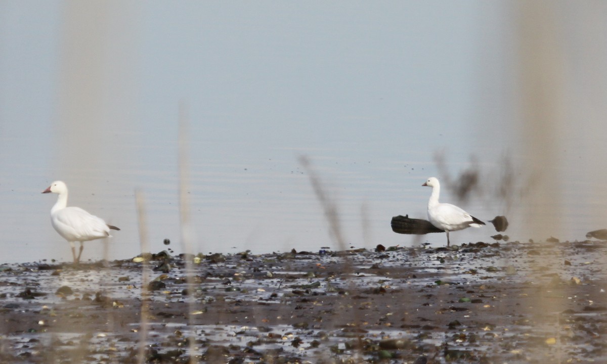 Ross's Goose - ML646121458