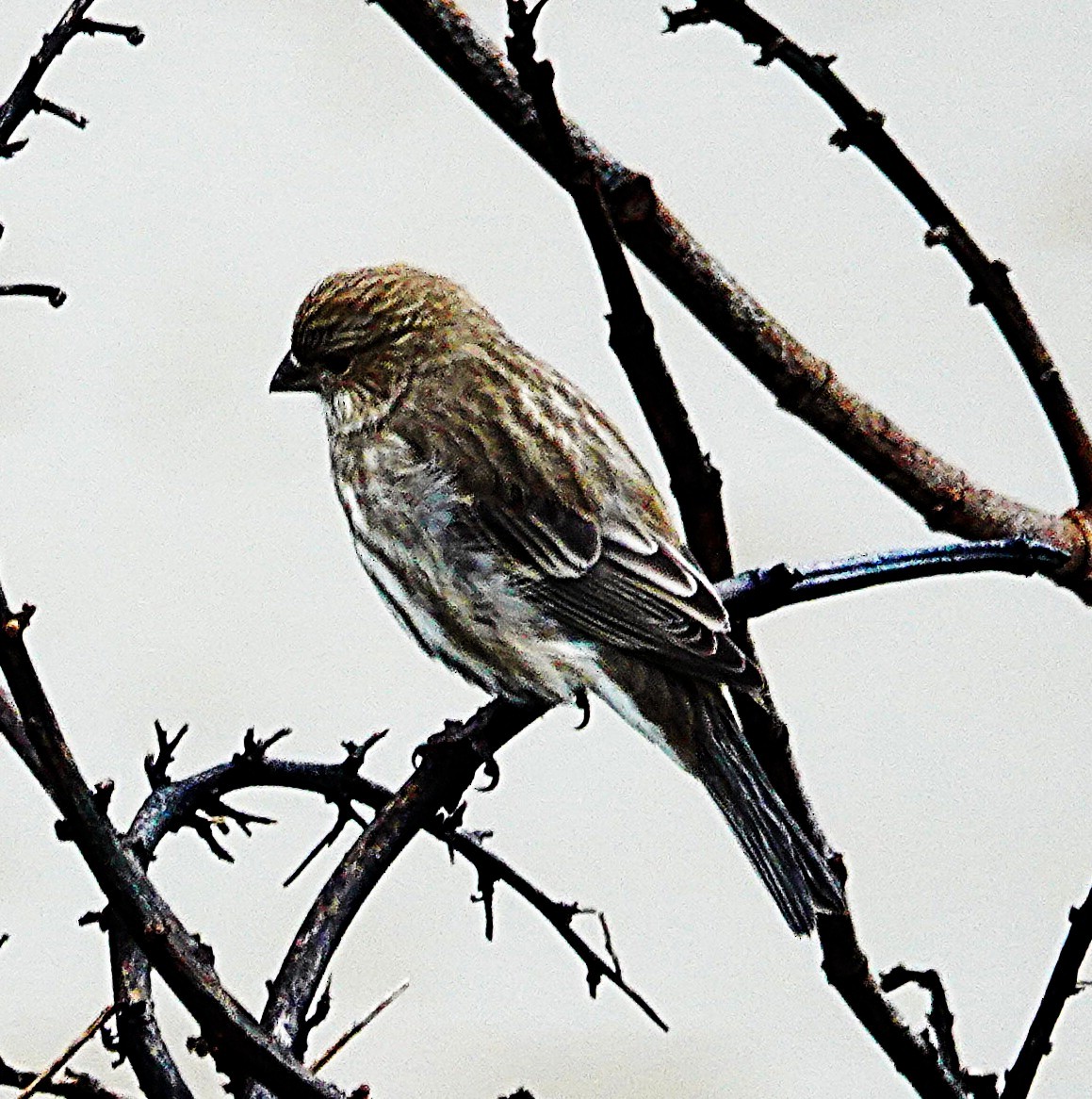 House Finch - ML646121459