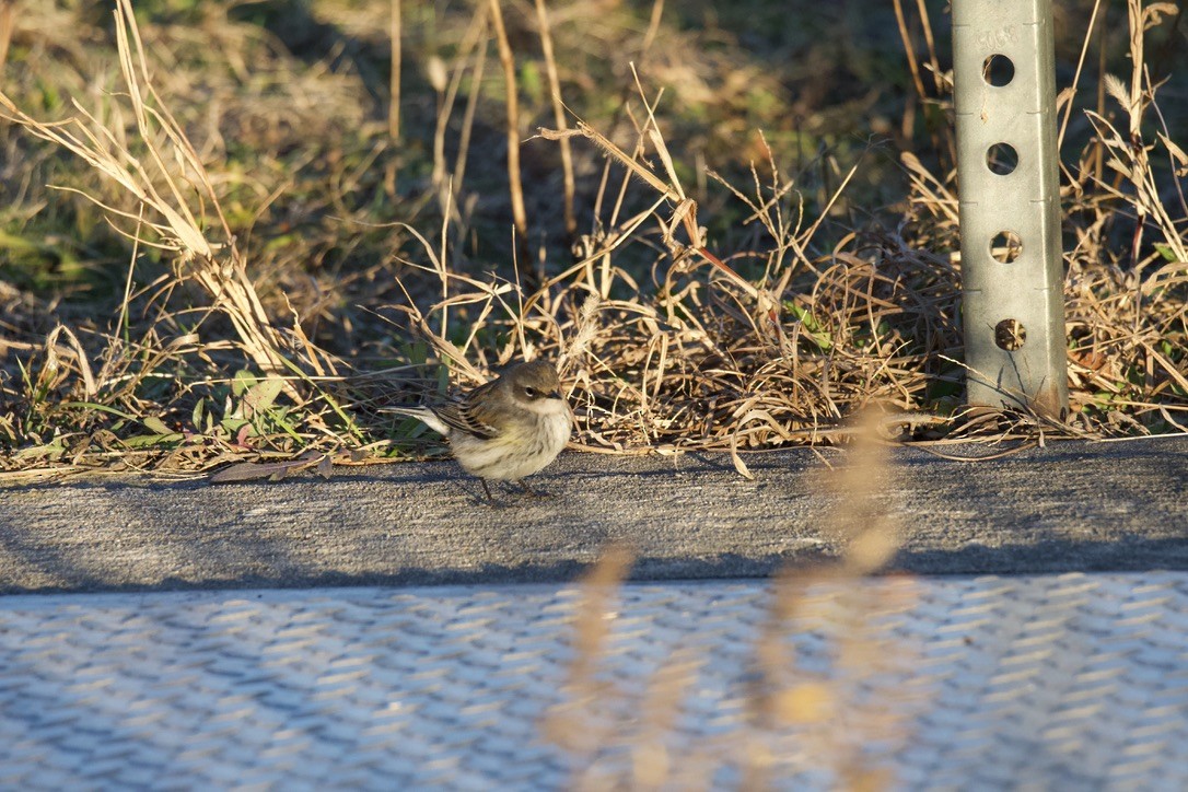 Yellow-rumped Warbler - ML646121463