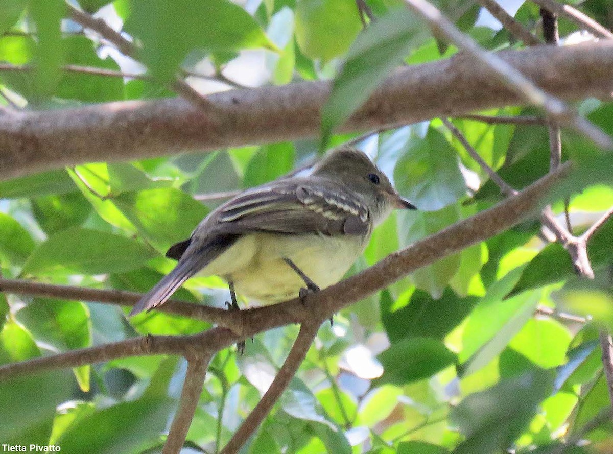 Large Elaenia - ML646121465