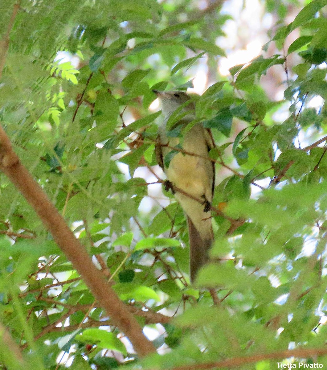 Large Elaenia - ML646121466