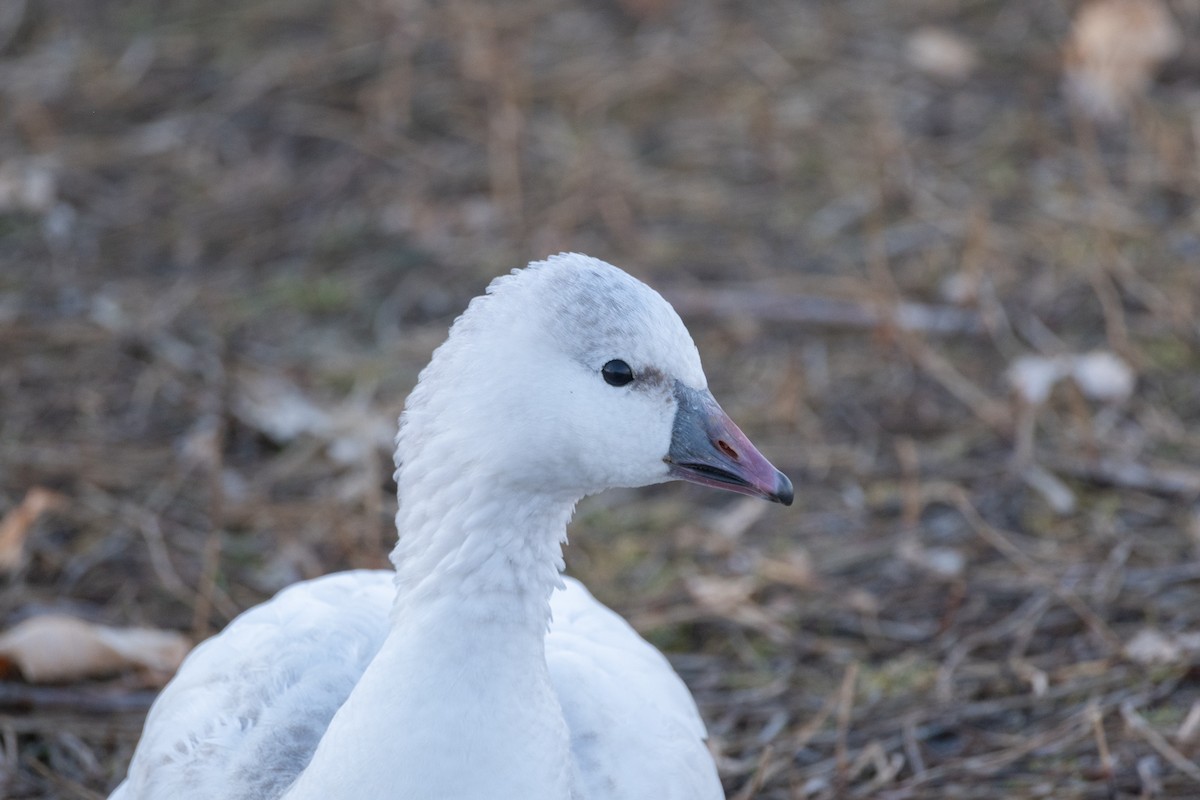 Ross's Goose - ML646121467