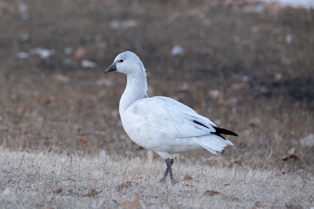 Ross's Goose - ML646121468