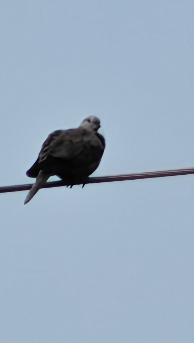 Eurasian Collared-Dove - ML646121469