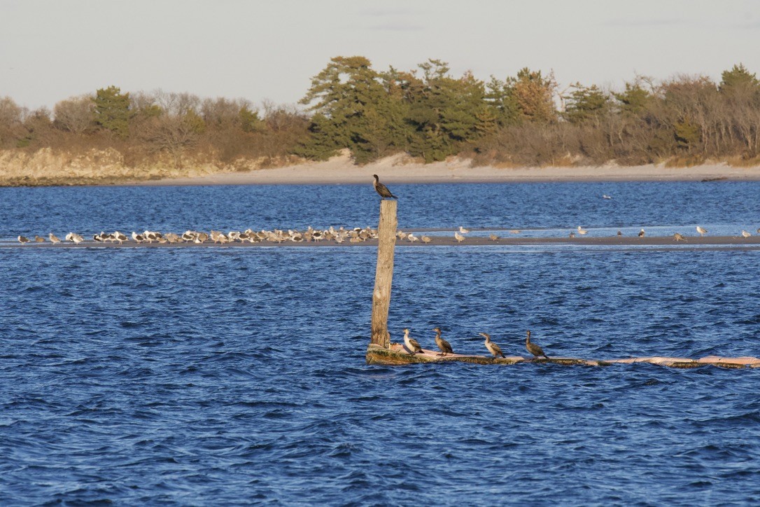 Double-crested Cormorant - ML646121473