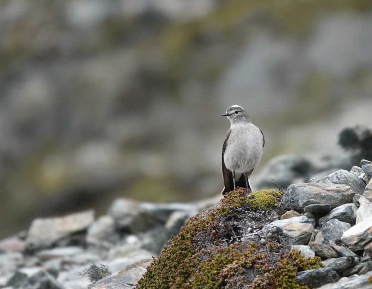 Ochre-naped Ground-Tyrant - ML646121474