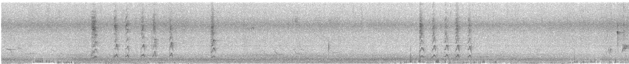 White-plumed Honeyeater - ML646121476