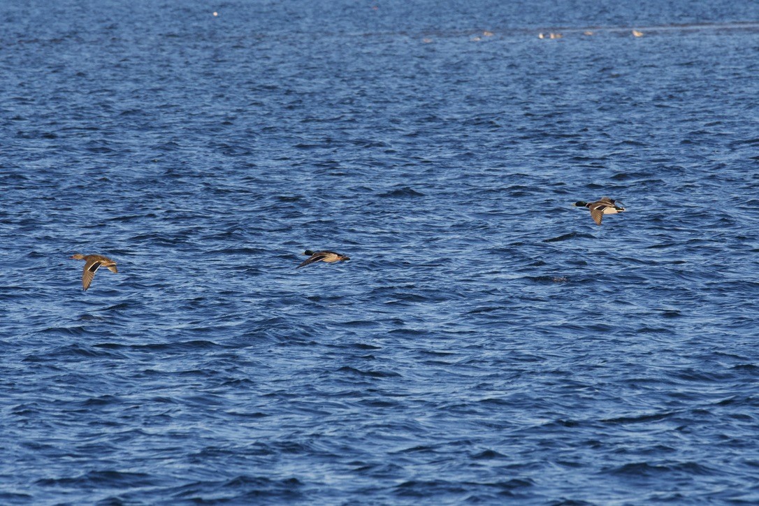 Mallard - ML646121478