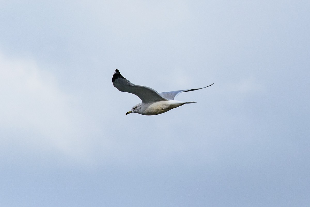 Ring-billed Gull - ML646121480