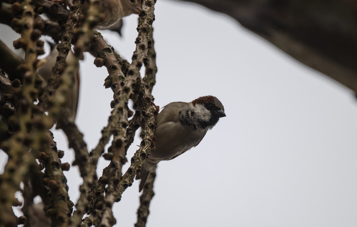 House Sparrow - ML646121481