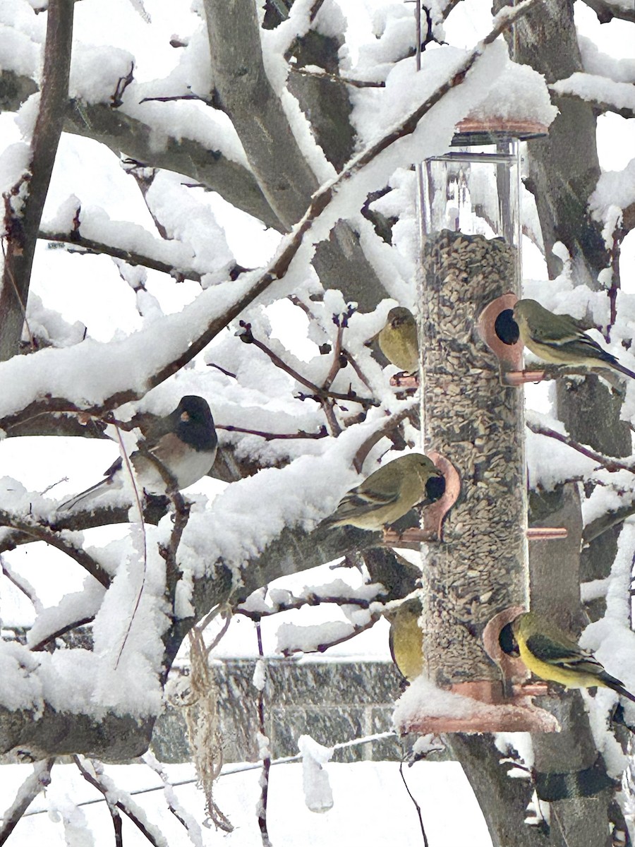 Lesser Goldfinch - ML646121487