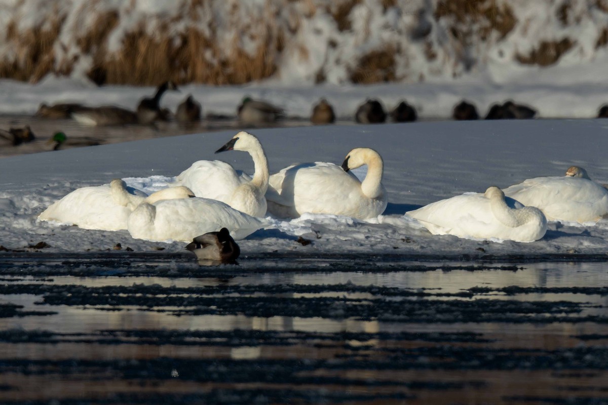 Trumpeter Swan - ML646121489
