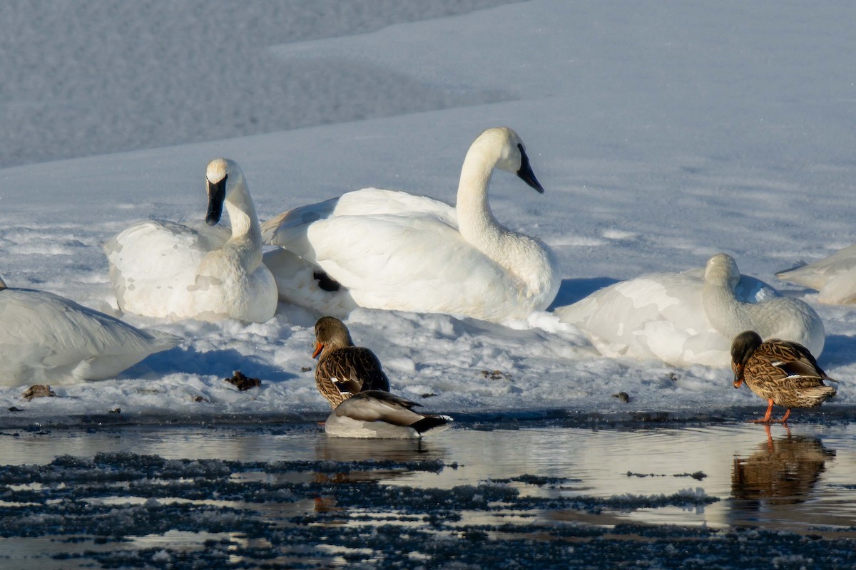 Trumpeter Swan - ML646121490