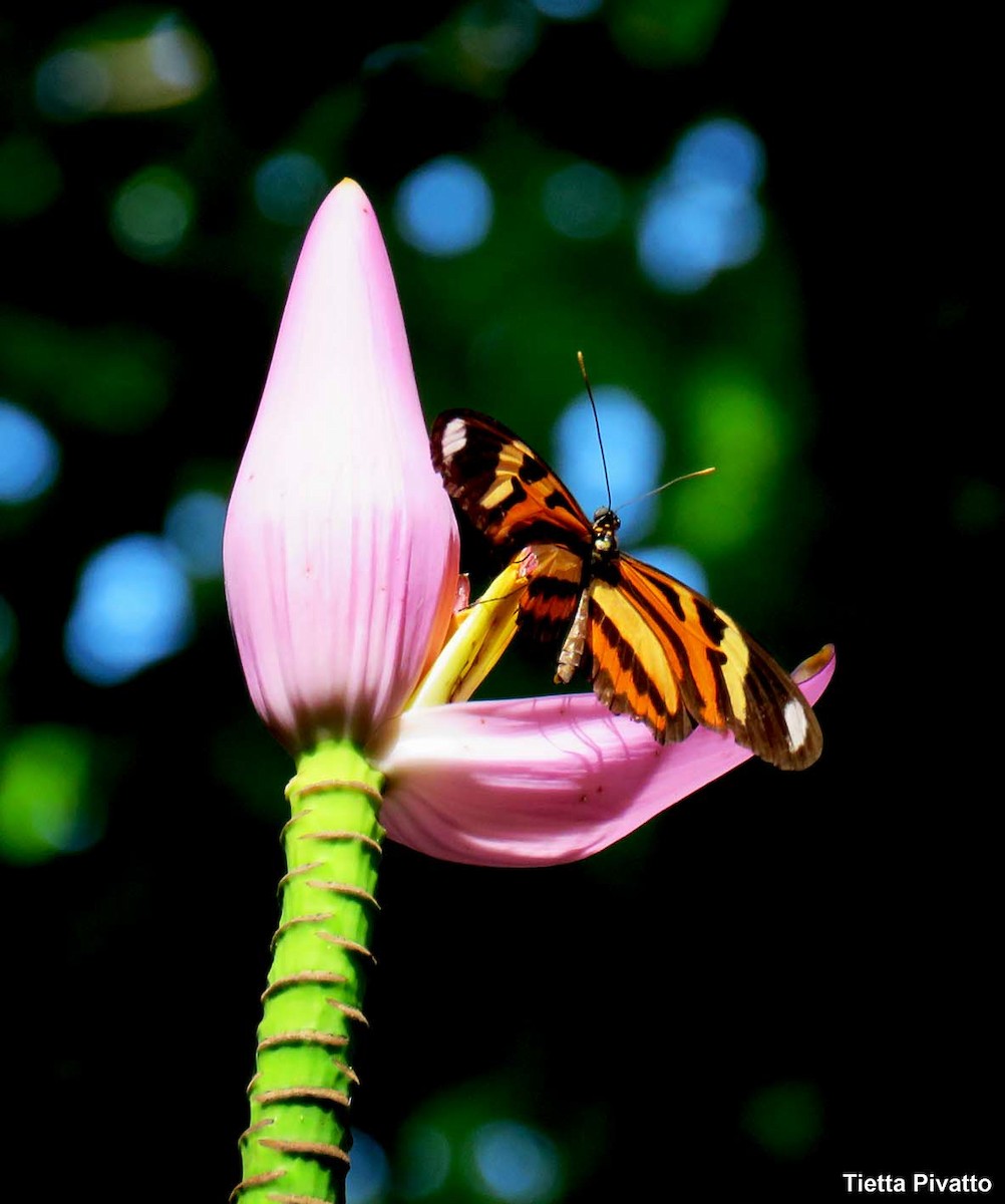 Animals - ML646121493