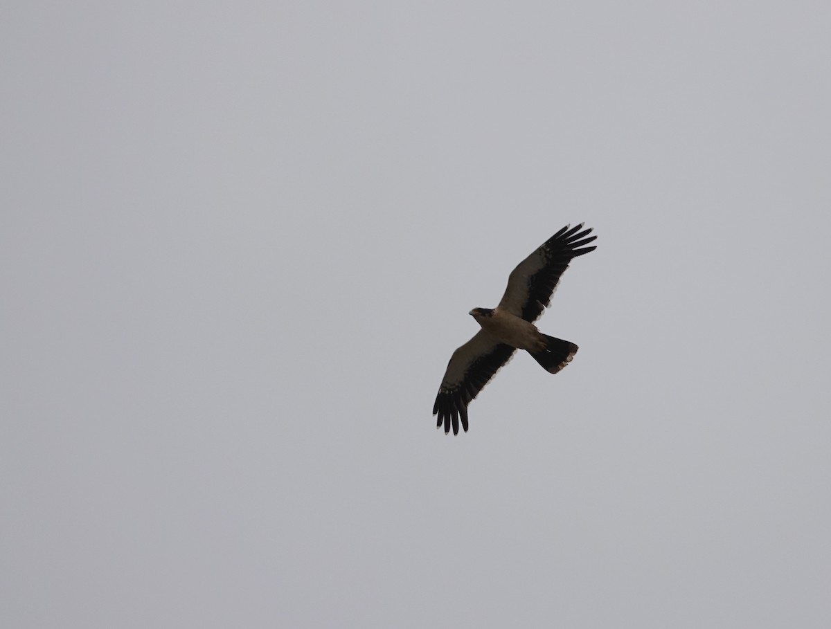 White-throated Caracara - ML646121495