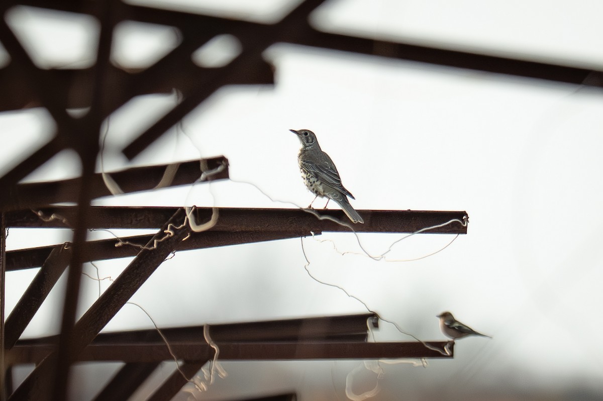 Mistle Thrush - ML646121496