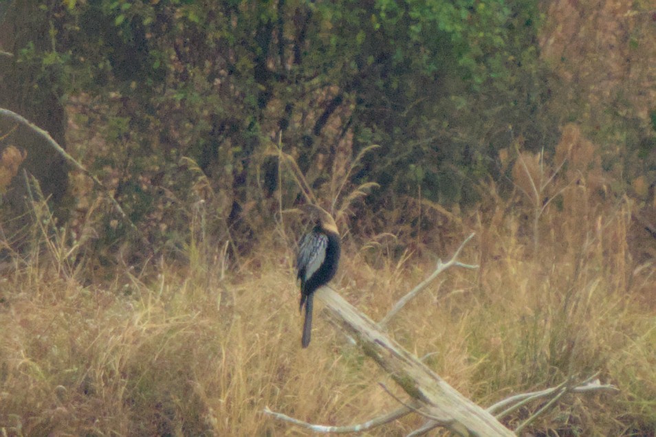 Anhinga - ML646121497