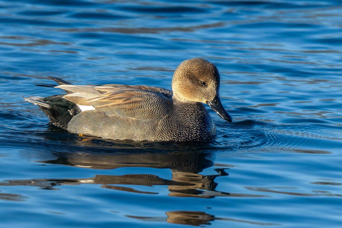 Gadwall - ML646121499