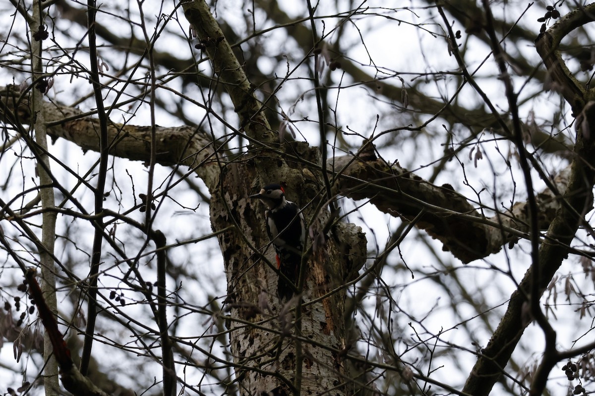 Buntspecht - ML646121500