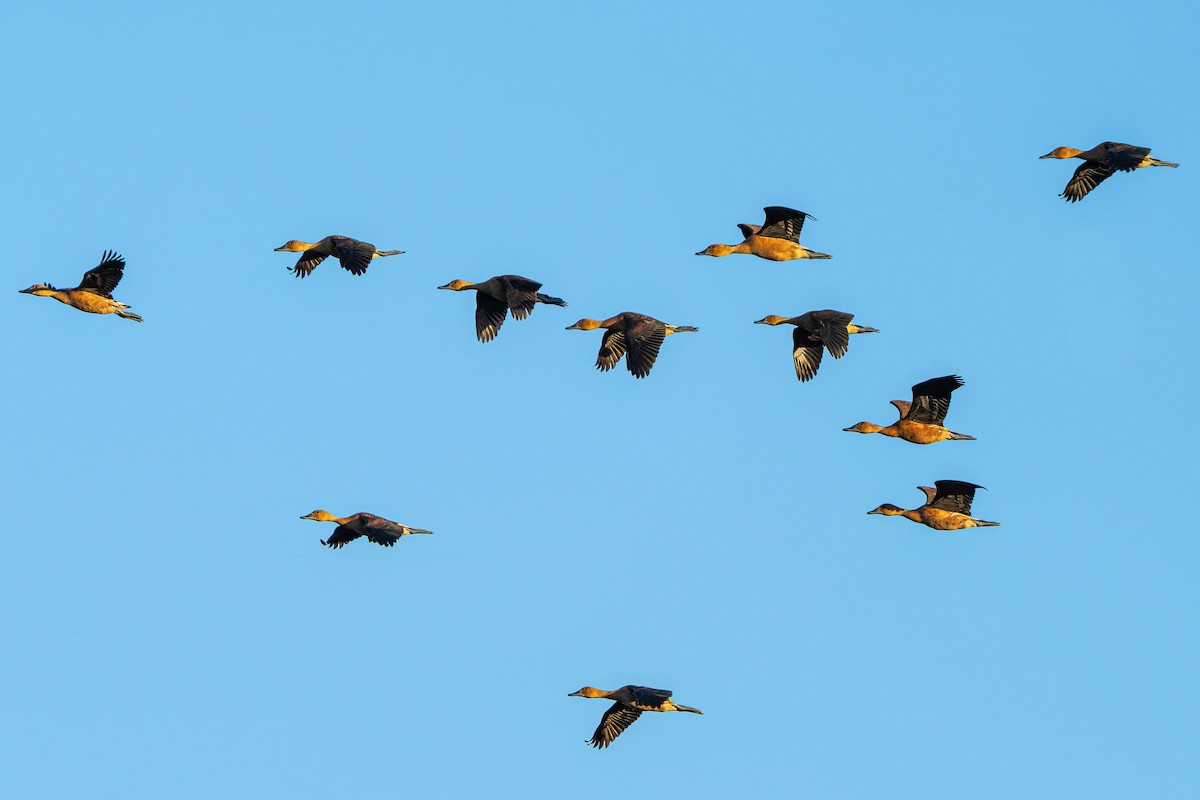 Fulvous Whistling-Duck - ML646121501