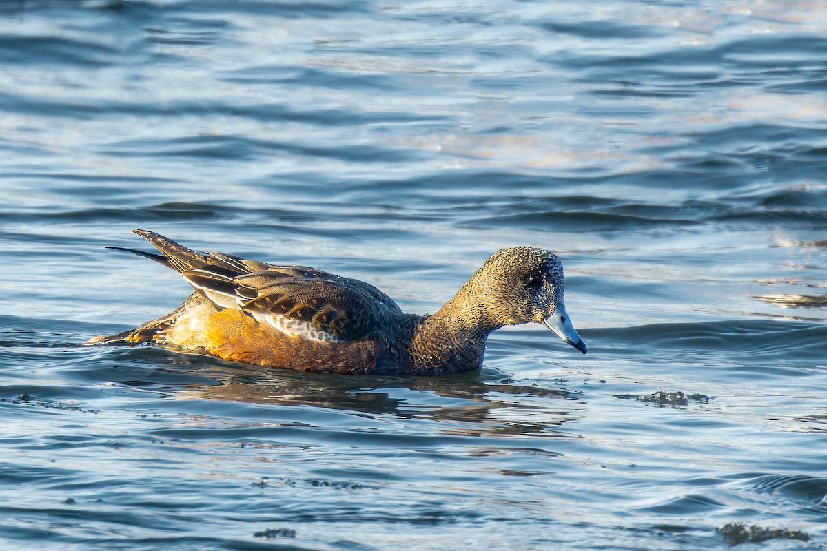 American Wigeon - ML646121507