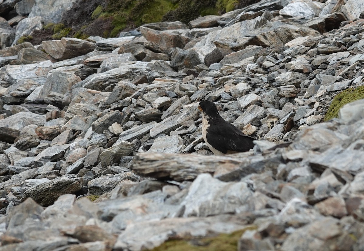 White-throated Caracara - ML646121508