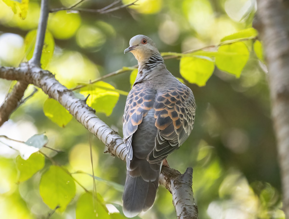 Oriental Turtle-Dove - ML646121509
