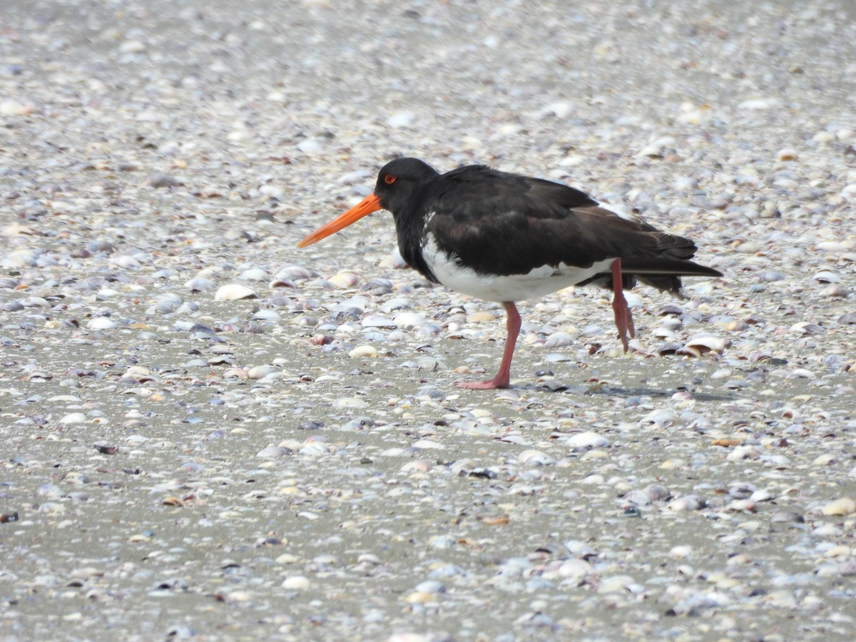 South Island Oystercatcher - ML646121510
