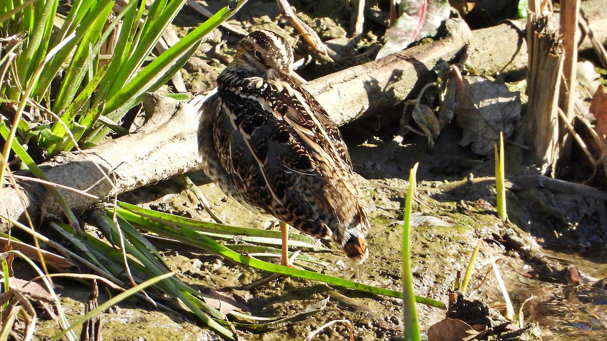 חרטומית ביצות - ML646121522