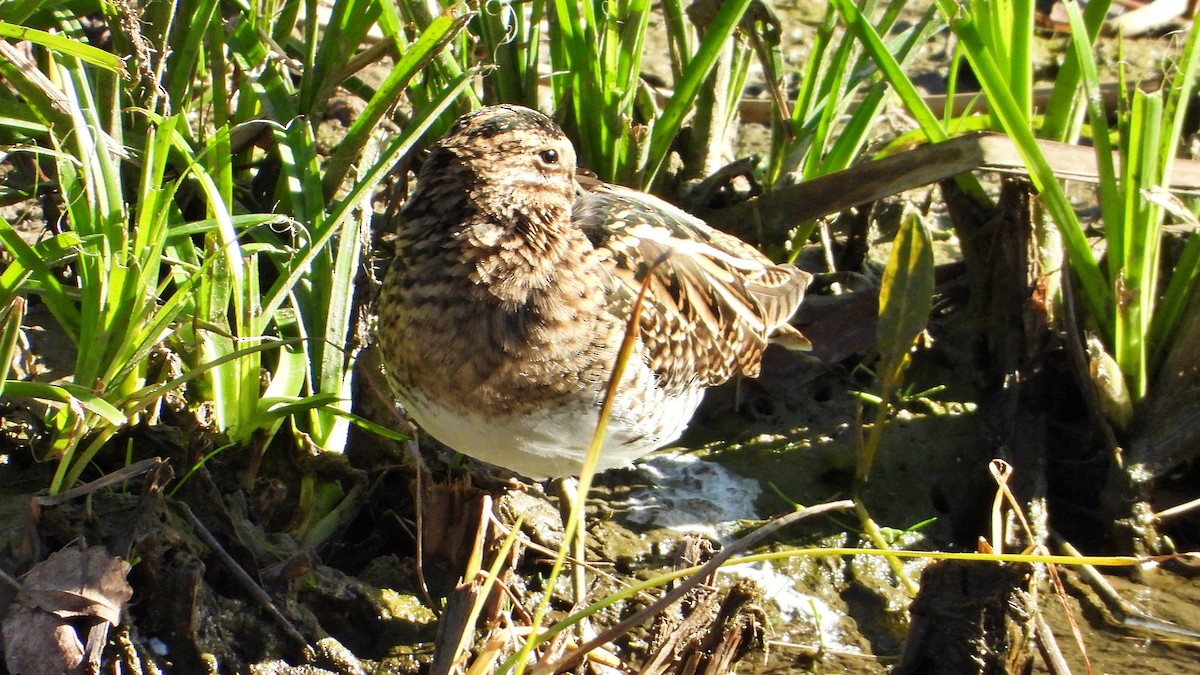 חרטומית ביצות - ML646121523