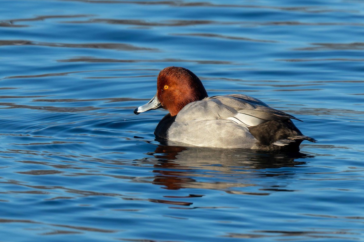 Redhead - ML646121524