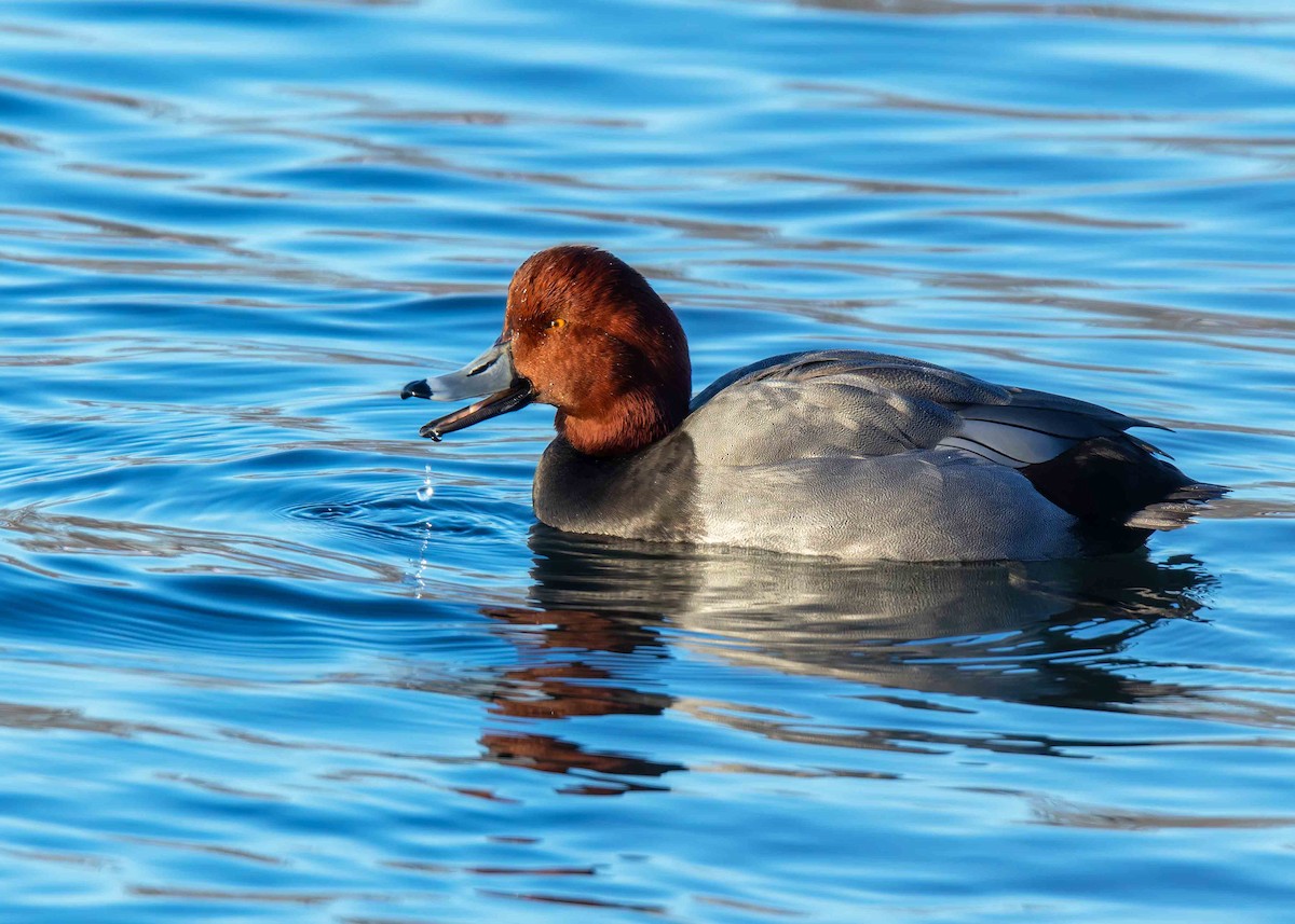 Redhead - ML646121525