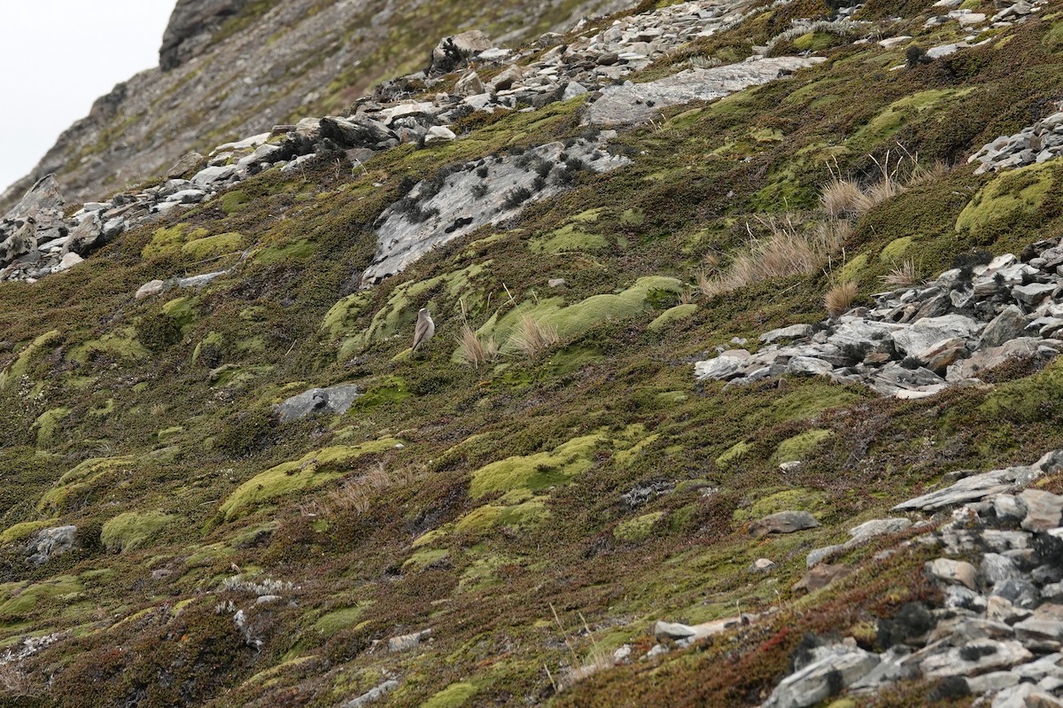 Ochre-naped Ground-Tyrant - ML646121527