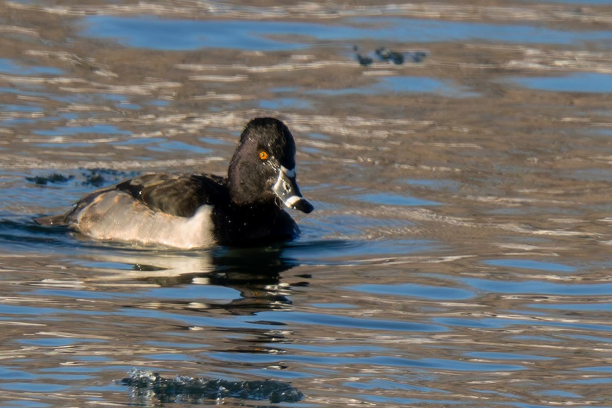 Ring-necked Duck - ML646121529